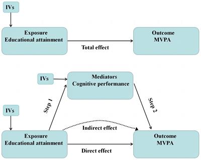 Cognitive performance’s critical role in the progression from educational attainment to moderate to vigorous physical activity: insights from a Mendelian randomization study